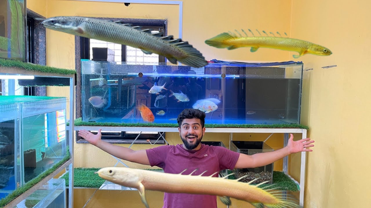 Monster Fish Tank Me Senegal Fish Add Kar Diya 😱