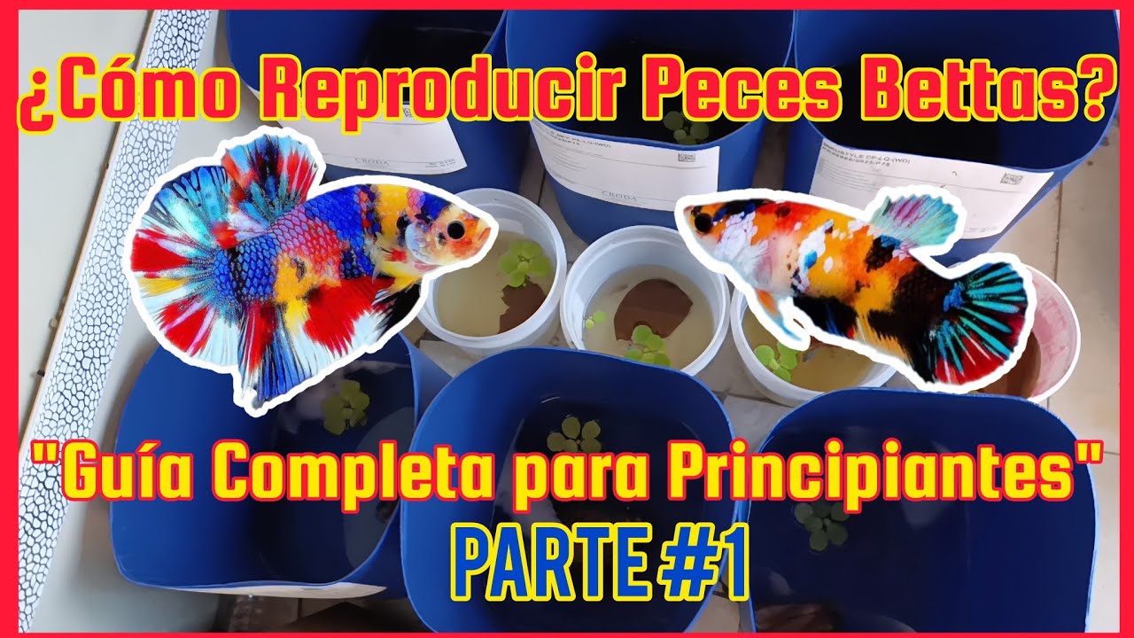 ¿Cómo Reproducir Peces Bettas: Guía Completa para Principiantes?