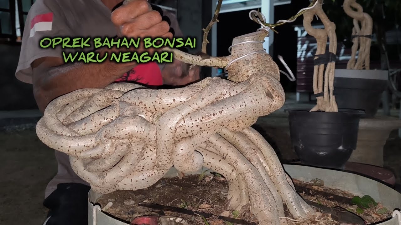 Oprek Bahan Bonsai Waru Gaya Neagari
