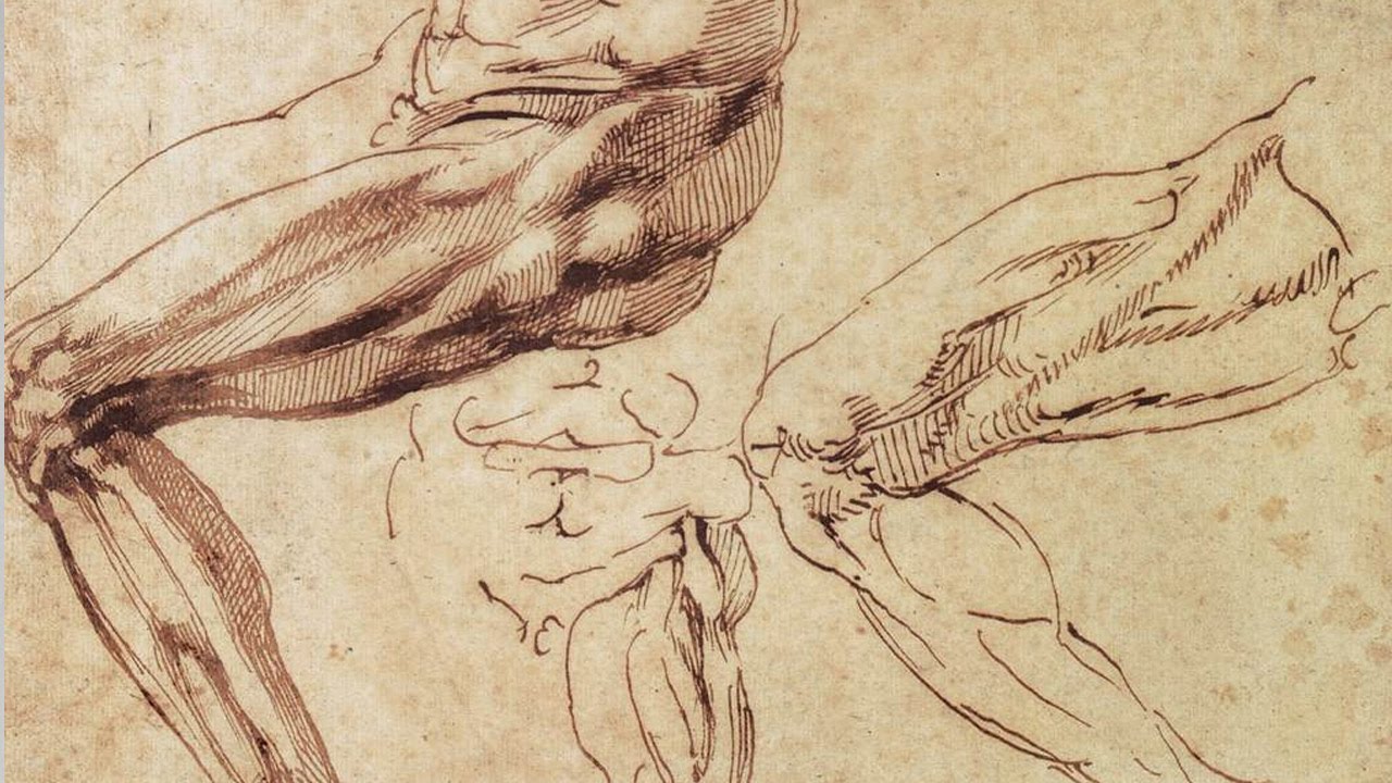 Lower Limb Anatomy - Anatomy Master Class