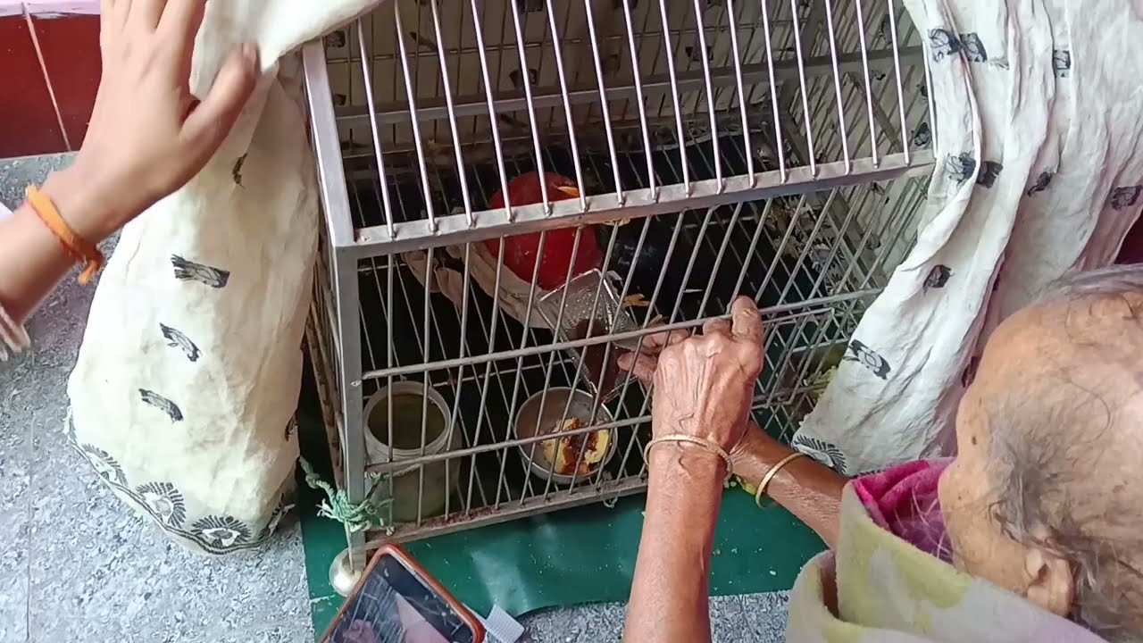 কথা বলা ময়না পাখি সকালে চা আর কেক খাচ্ছে | কথা বলা ময়না পাখি | talking moyna birds