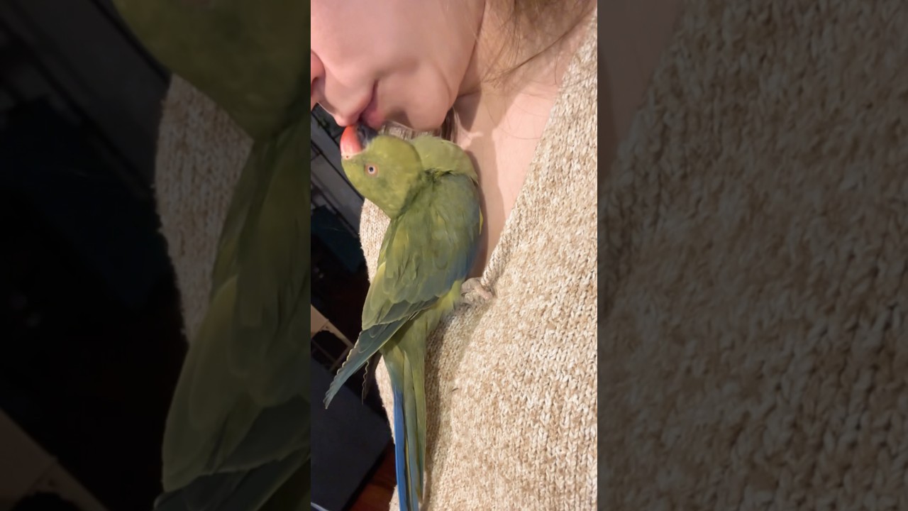 She&rsquo;s the sweetest 🥰 #cuddles #cuteanimals #kisses #talkingparrot #talkingbird #babyanimals #parrot