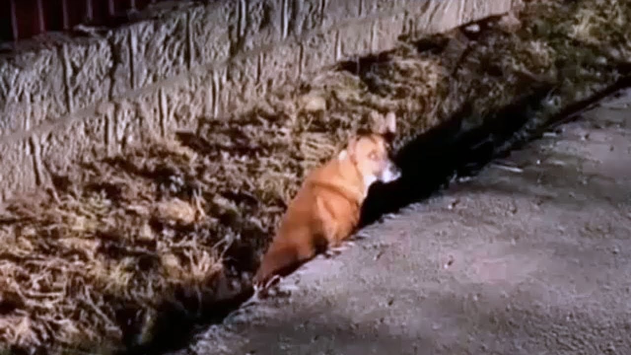 He crawled in the ditch and tried to hide from us and the cause was heartbreaking