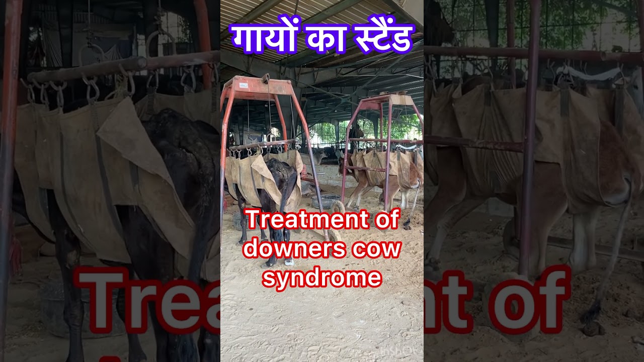Downer cow syndrome l dr Umar Khan
