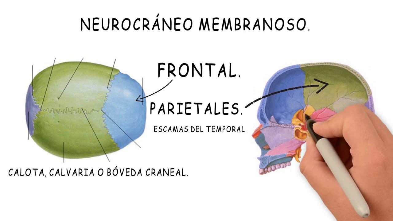 (1/6)  DESARROLLO DE LA CABEZA: Neurocráneo membranoso