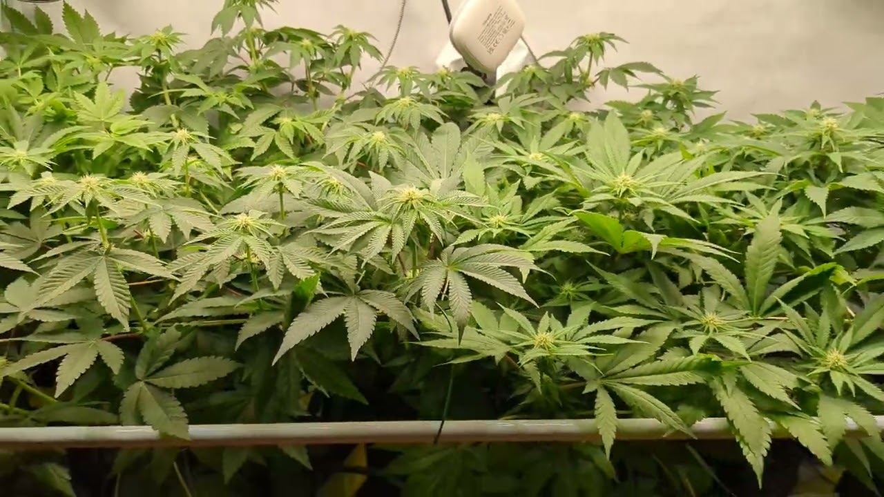 Durban poison, watermelon ultra, mendocino skunk, 300 watt, cannabis indoor grow.