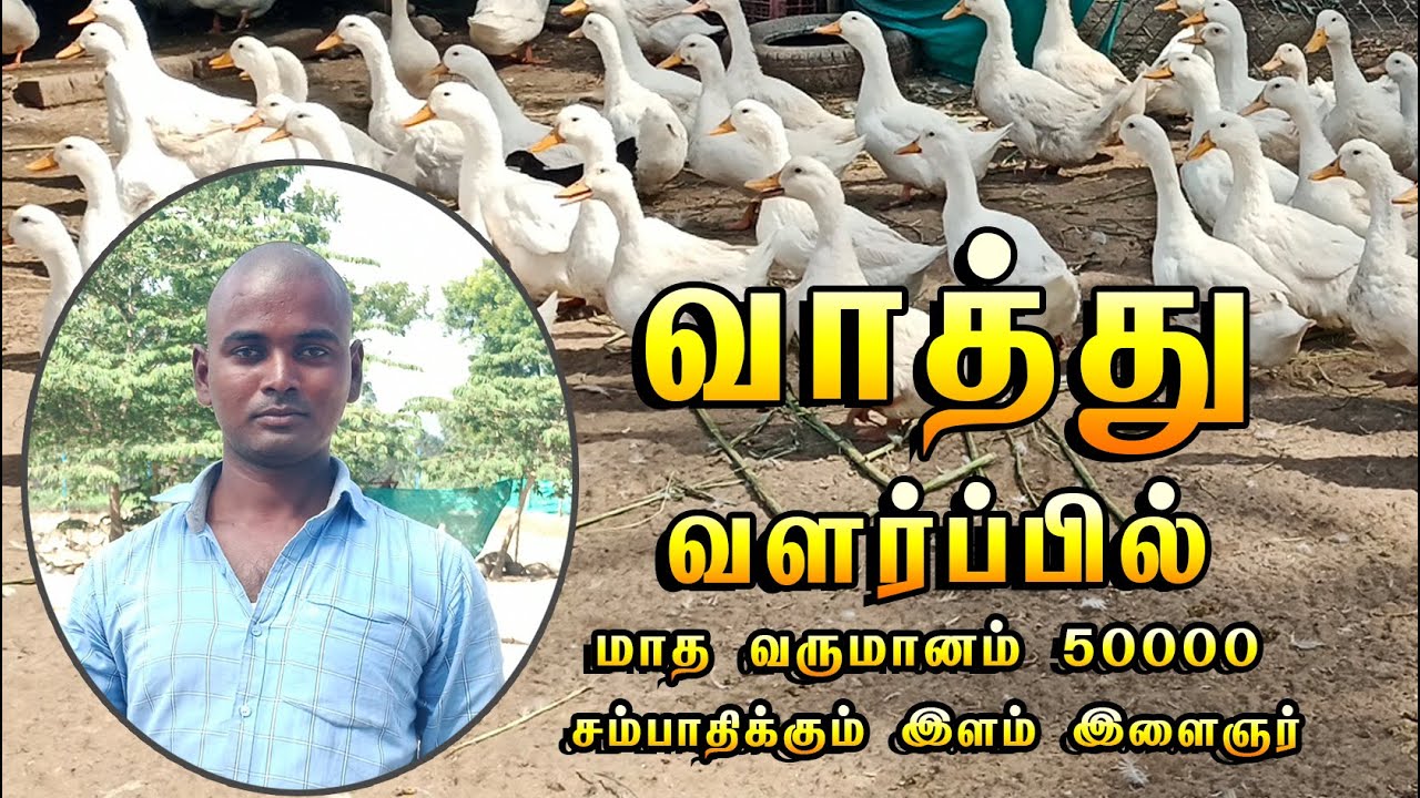 வாத்து வளர்ப்பில் மாதம் ₹50000 சம்பாதிக்கும் இளம் இளைஞர் | White pekin Duck | Country Duck