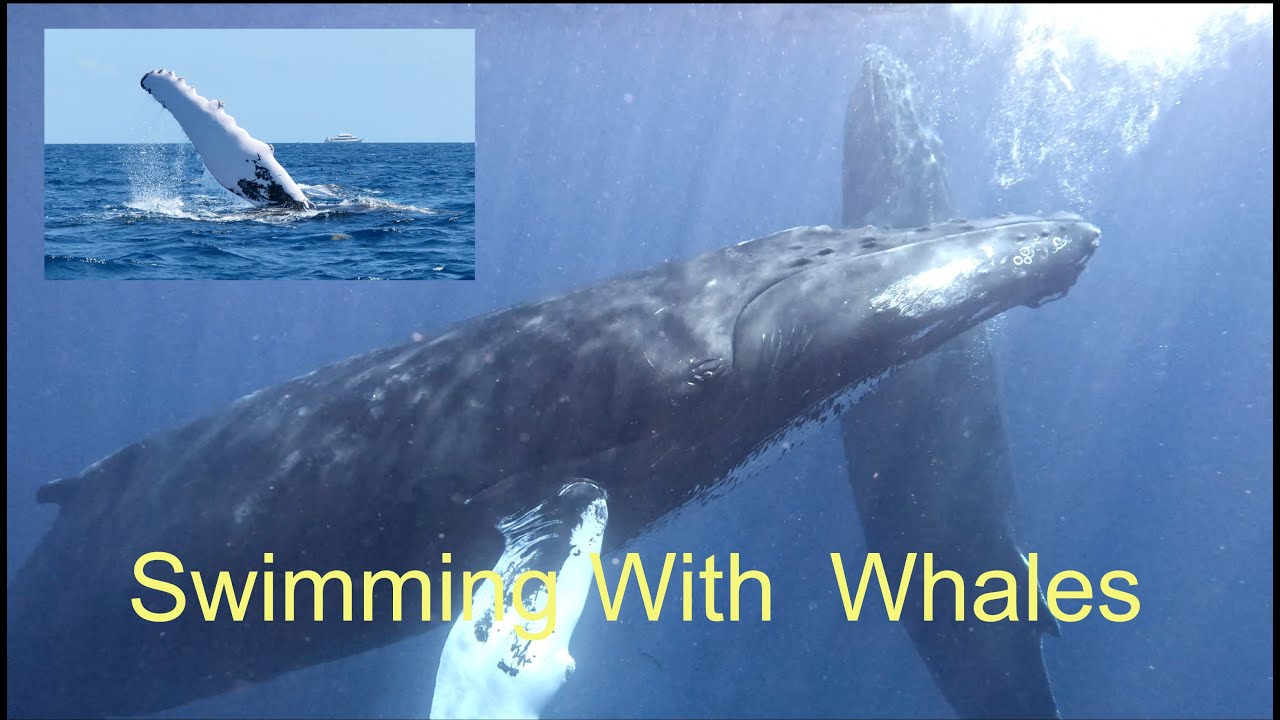 Snorkeling With Humpback Whales