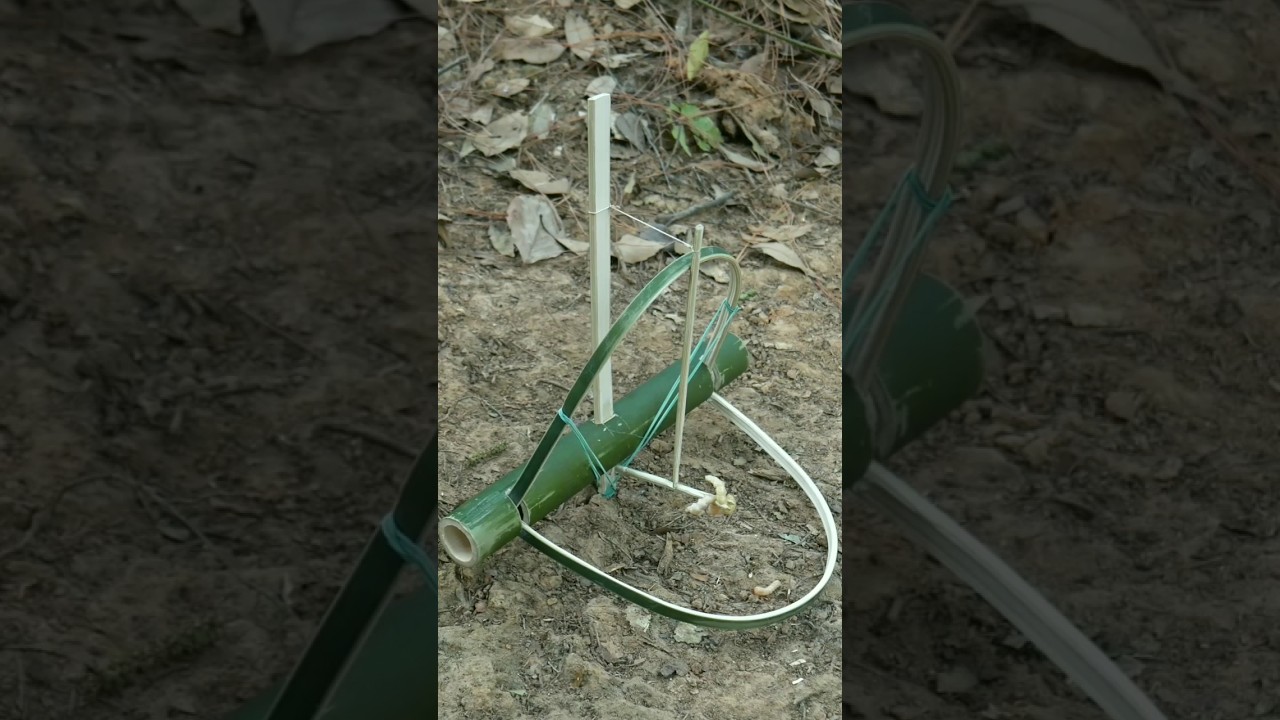 make wild chicken trap using bamboo work 💯%