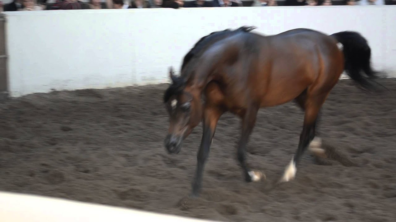 Emerald J (QR Marc x Emandoria)