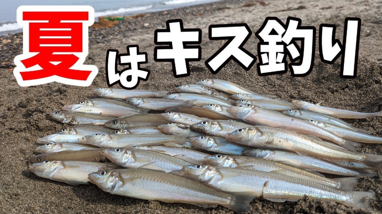 キス釣りから始めてみませんか？【ちょい投げ・釣り初心者】