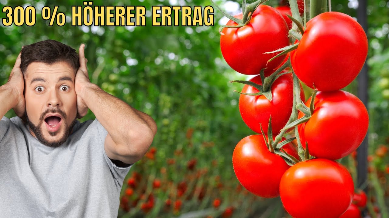 Seit ich DAS mache, habe ich riesige Tomaten und 300% h&ouml;heren Ertrag