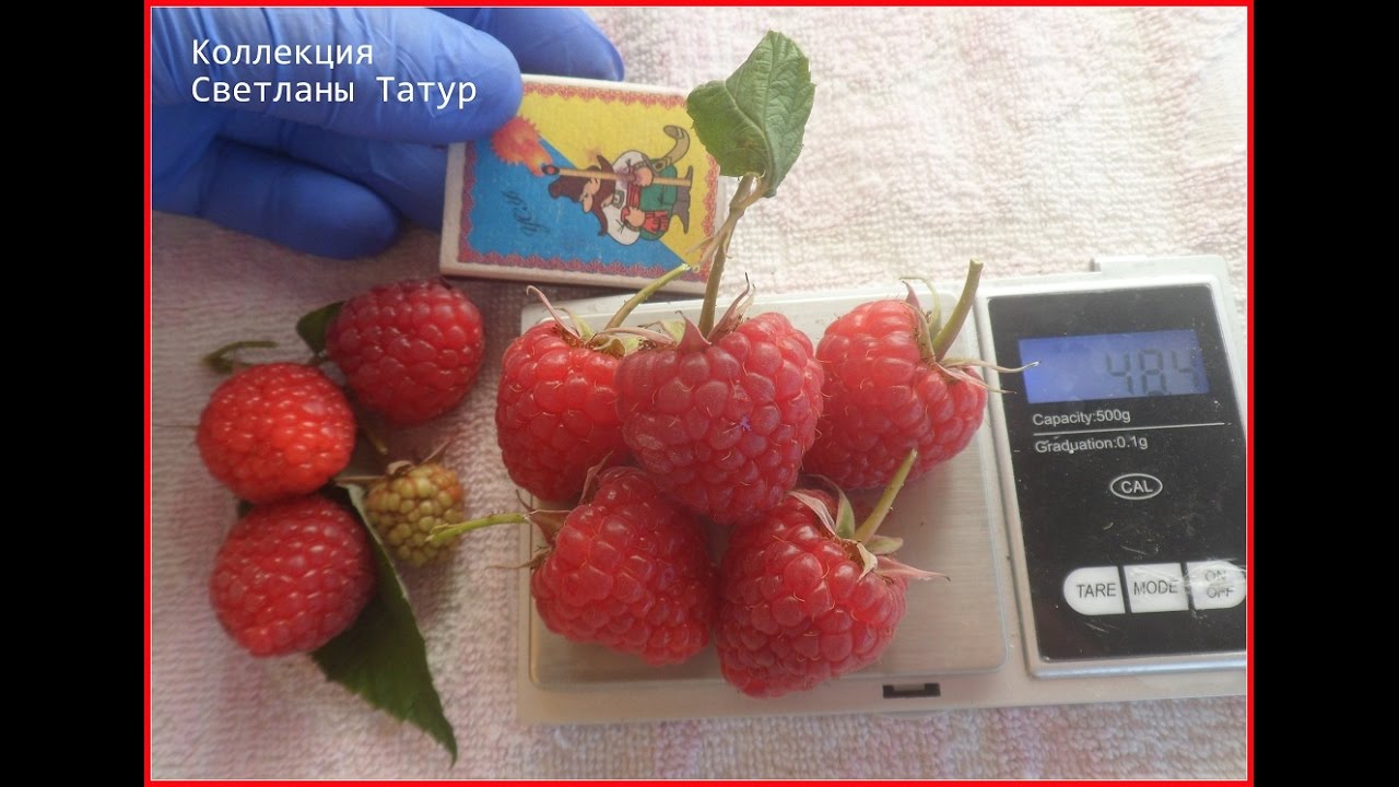 КВЕЛИ -  еще один ремонтантный сорт  малины с очень высокой урожайностью.