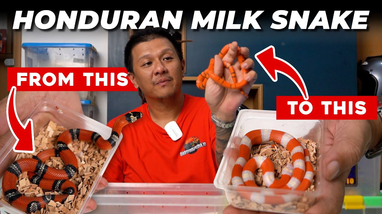 INI DIA MORPHOLOGY YANG ADA PADA HONDURAN MILK SNAKE
