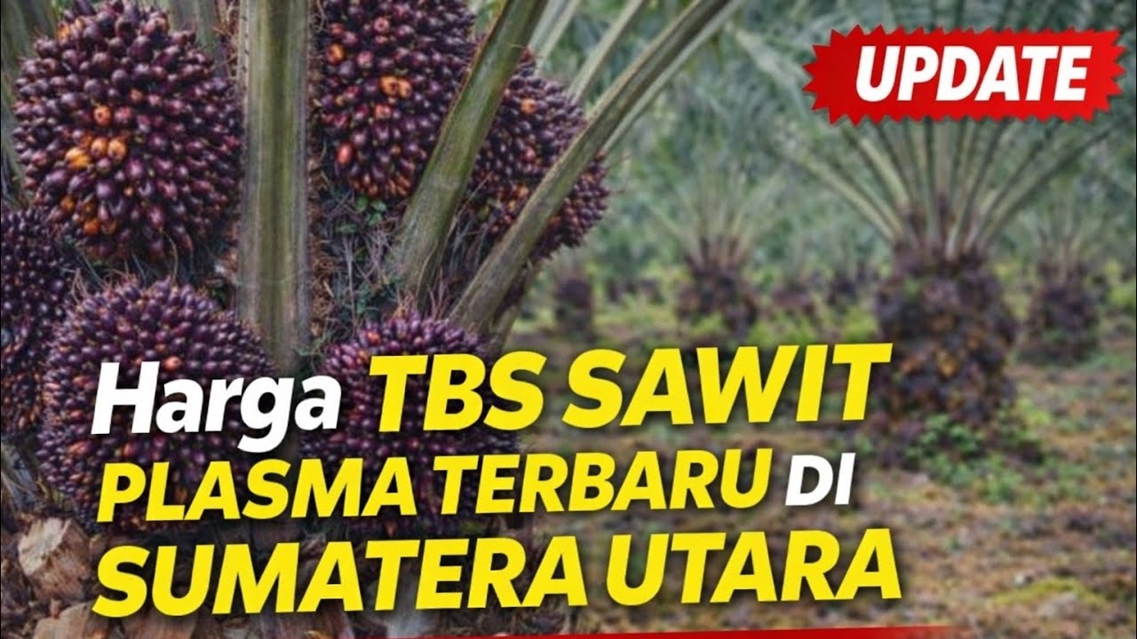 Harga sawit plasma terbaru tertinggi di Sumatera Utara periode 1-7 April 2026 ?