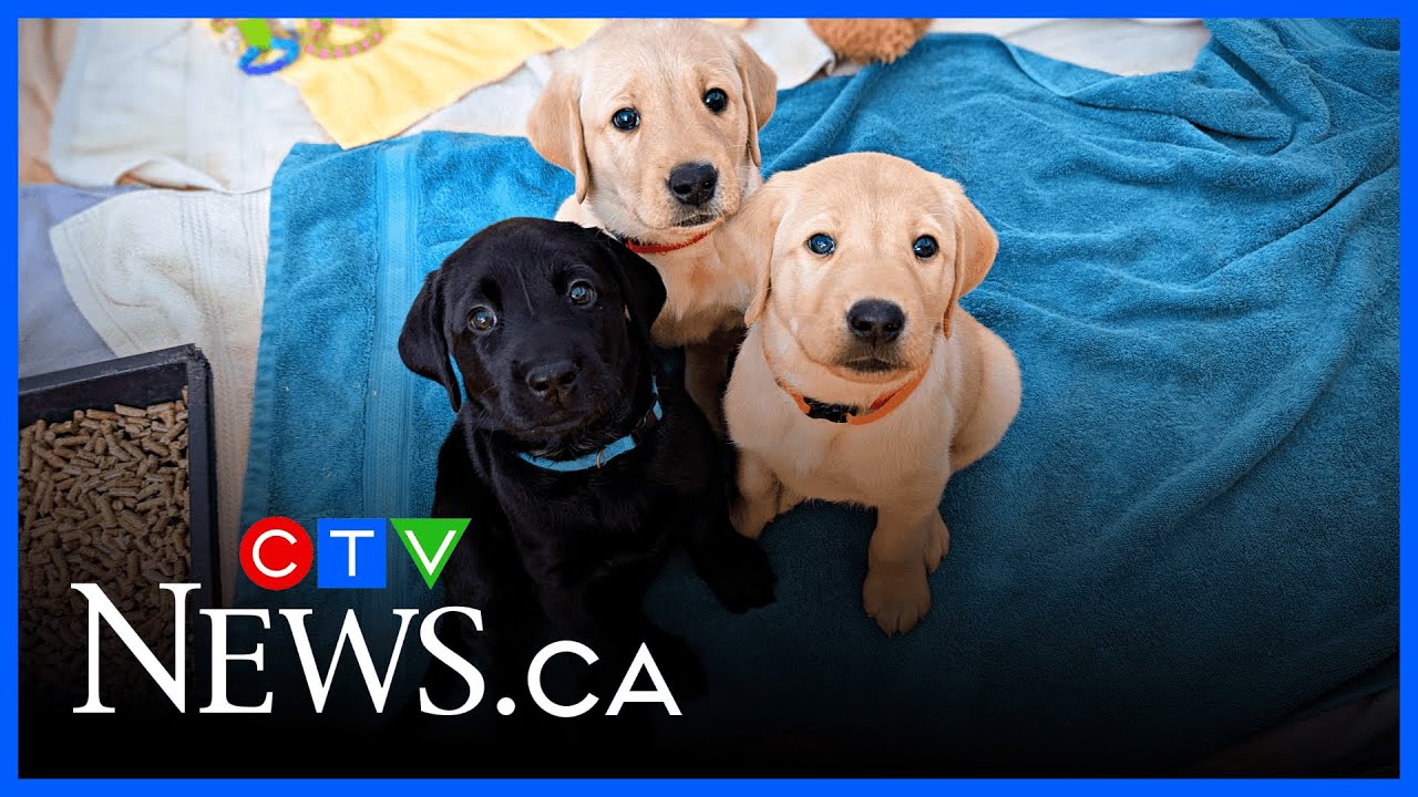 National Service Dogs looking for puppy raisers