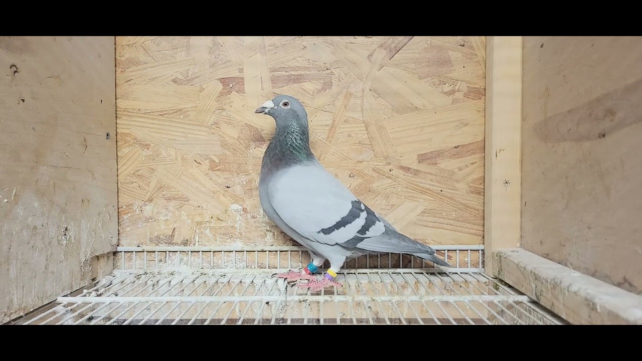 Liab Family Loft - Super Breeding Grandson De Kannibaal