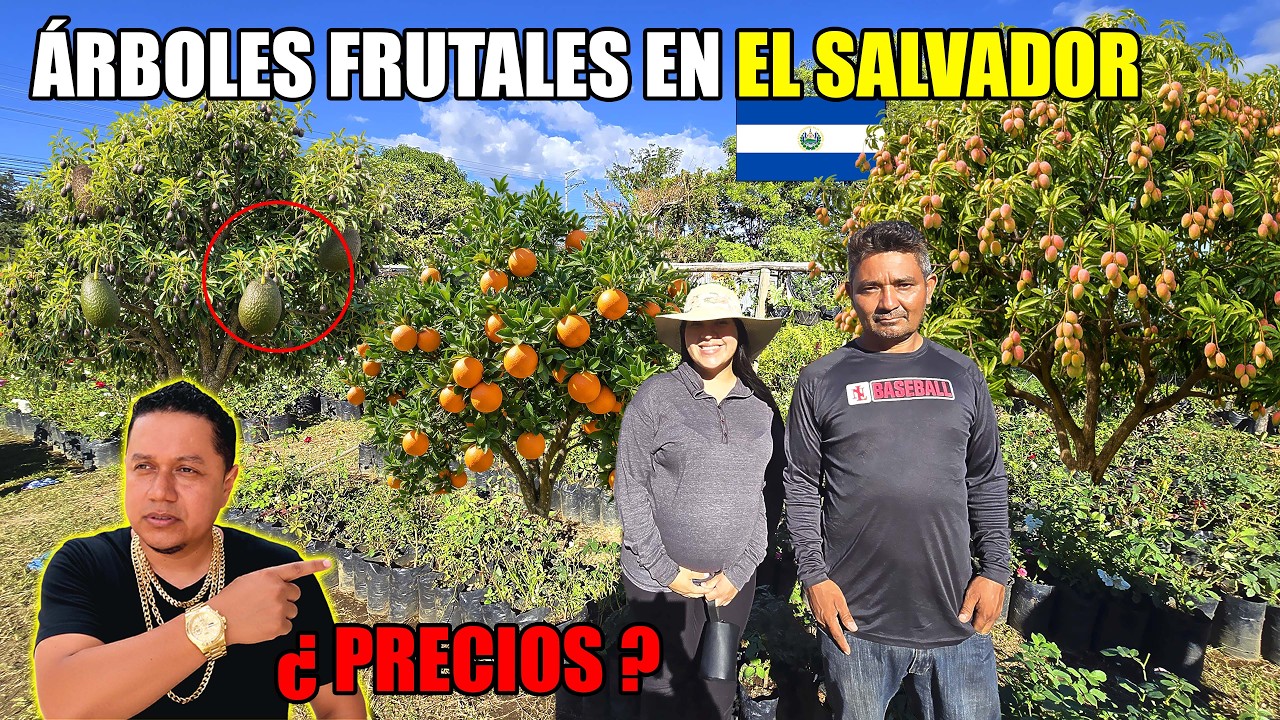 BUSCANDO LOS ÁRBOLES PARA NUESTRA NUEVA CASA😍
