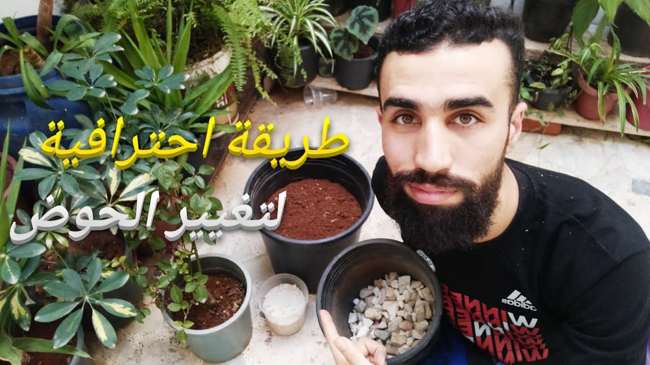 نقل النبات لأصيص أكبر  باحترافية