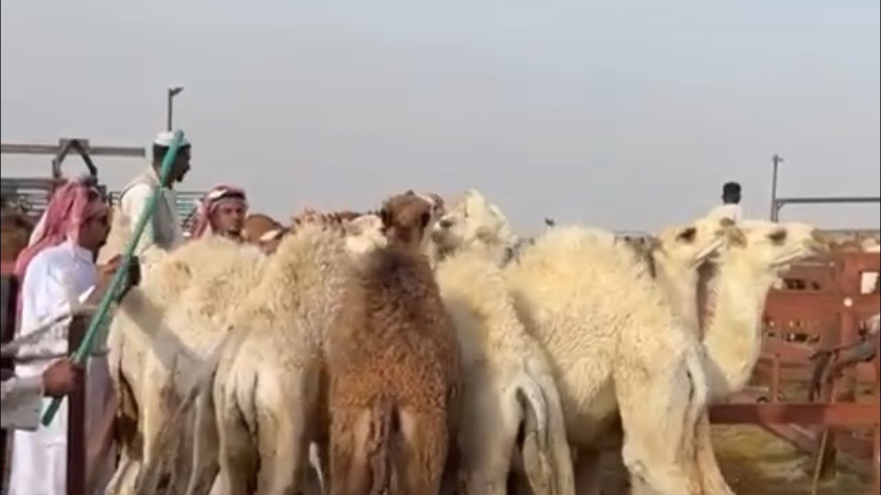 تغطية سوق الجمعه للإبل والحشو بنقطة البيع باالقرشيات شمال الطائف ١٤٤٦/١/٢٠هـ