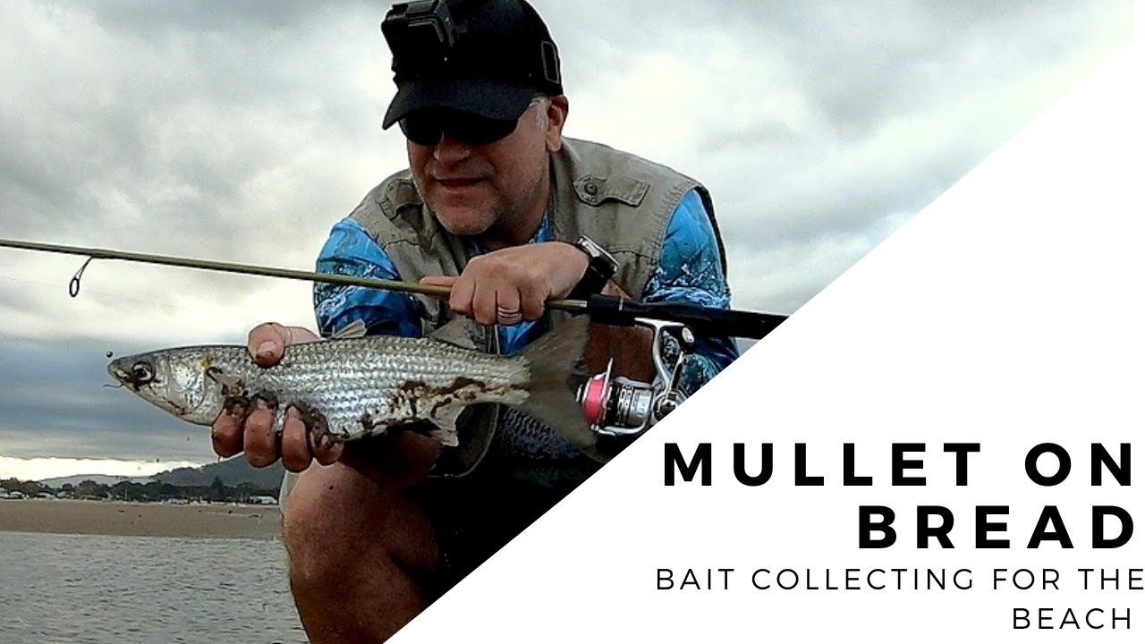 Bread Bait Equals Mullet! Bait Gathering for the Beach