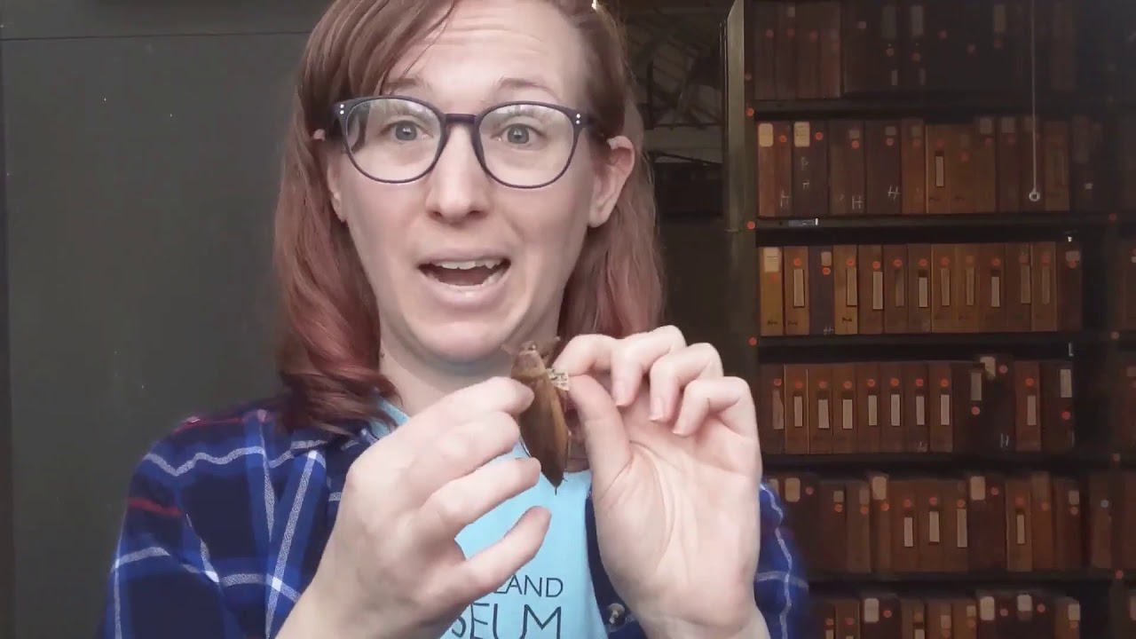 Super Science: Aquatic Insects of Staten Island
