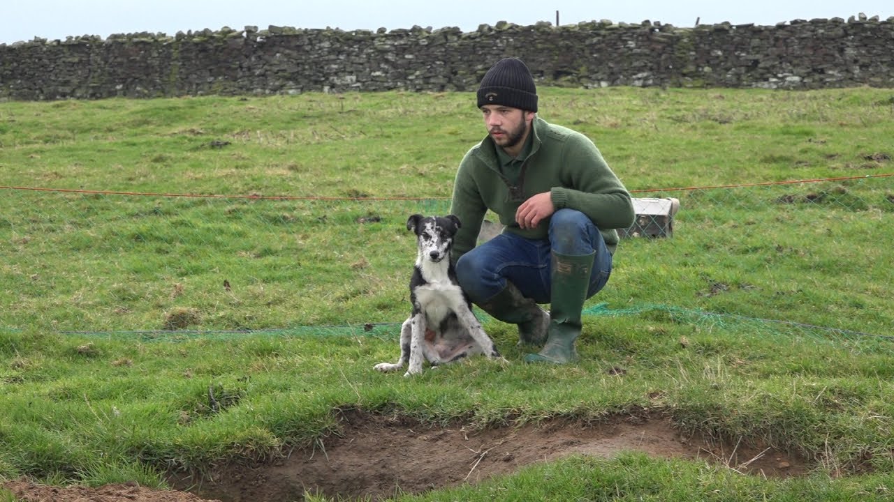 Lurcher pup (MAX) Ferreting and hunting rabbits