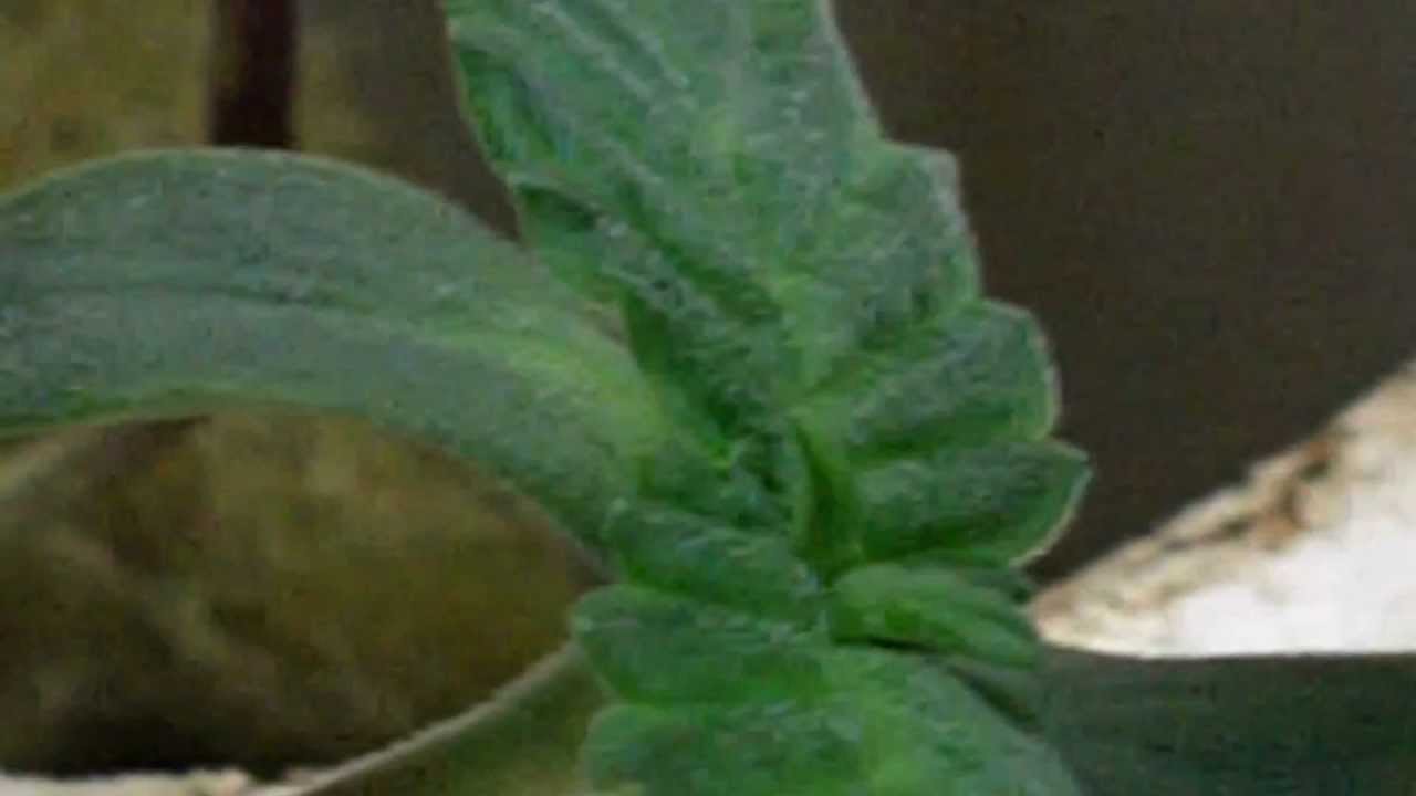 Ep 233 Seedlings and Clones Hd Hippie OG Kush Purple FlatTop Fruits and Berries Medical Bud Weed