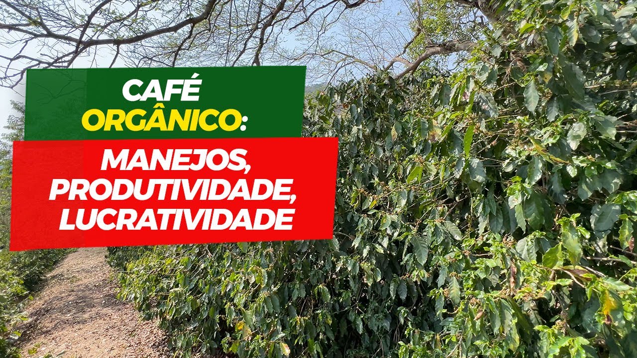 Conheça o café orgânico com sombreamento. Sequeiro e está assim...| No Pé do Café