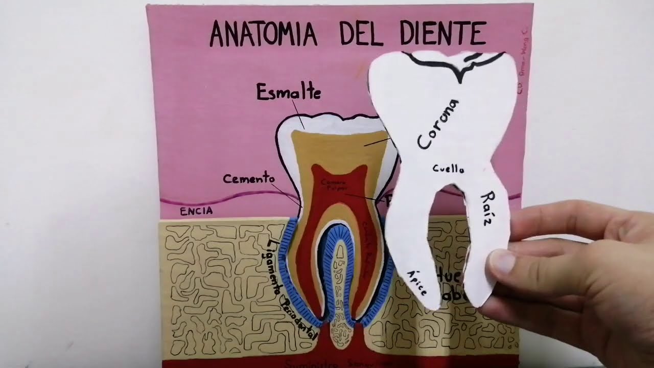 Anatom&iacute;a de un Diente - Explicaci&oacute;n de estructuras dentarias