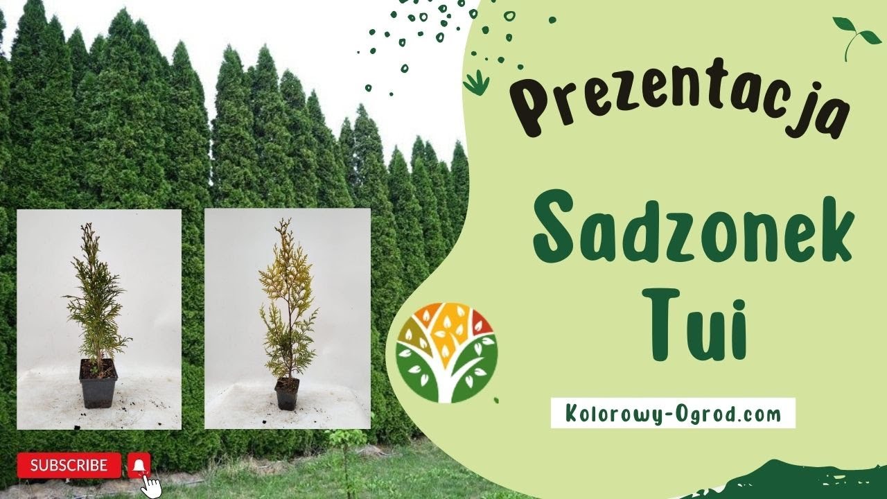Tuja SZMARAGD i SALLAND - Prezentacja Najpopularniejszych Odmian🌼 www.Kolorowy-Ogrod.com