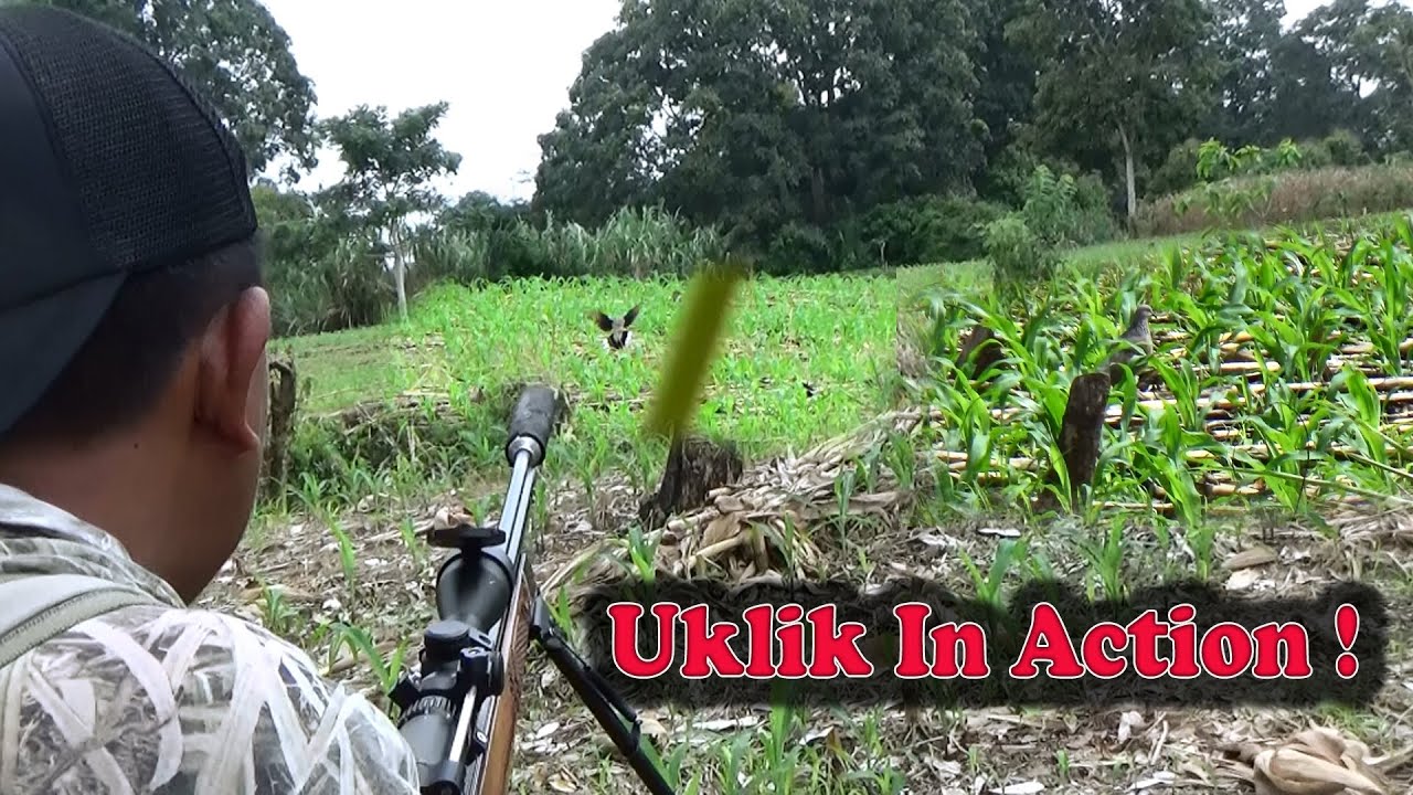 Uklik beraksi ! berburu tekukur diladang jagung