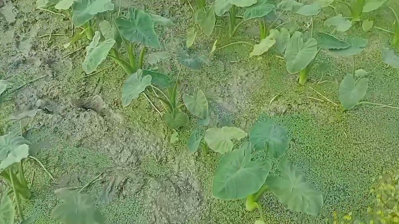 লতি কচু বাড়ির এক agriculture ভালো একটি জাত এই জাত চাষ করলেঅবশ্যইসফলতার মুখদেখতে পারবেন SIDDIKfamily