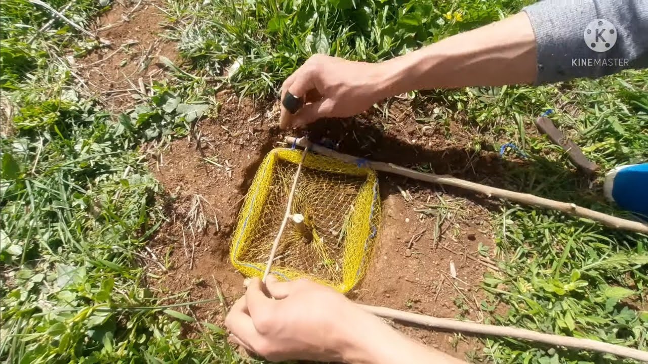 الفخ المثالي لصيد جميع الحيوانات The Perfect Trap for Catching All Animals.