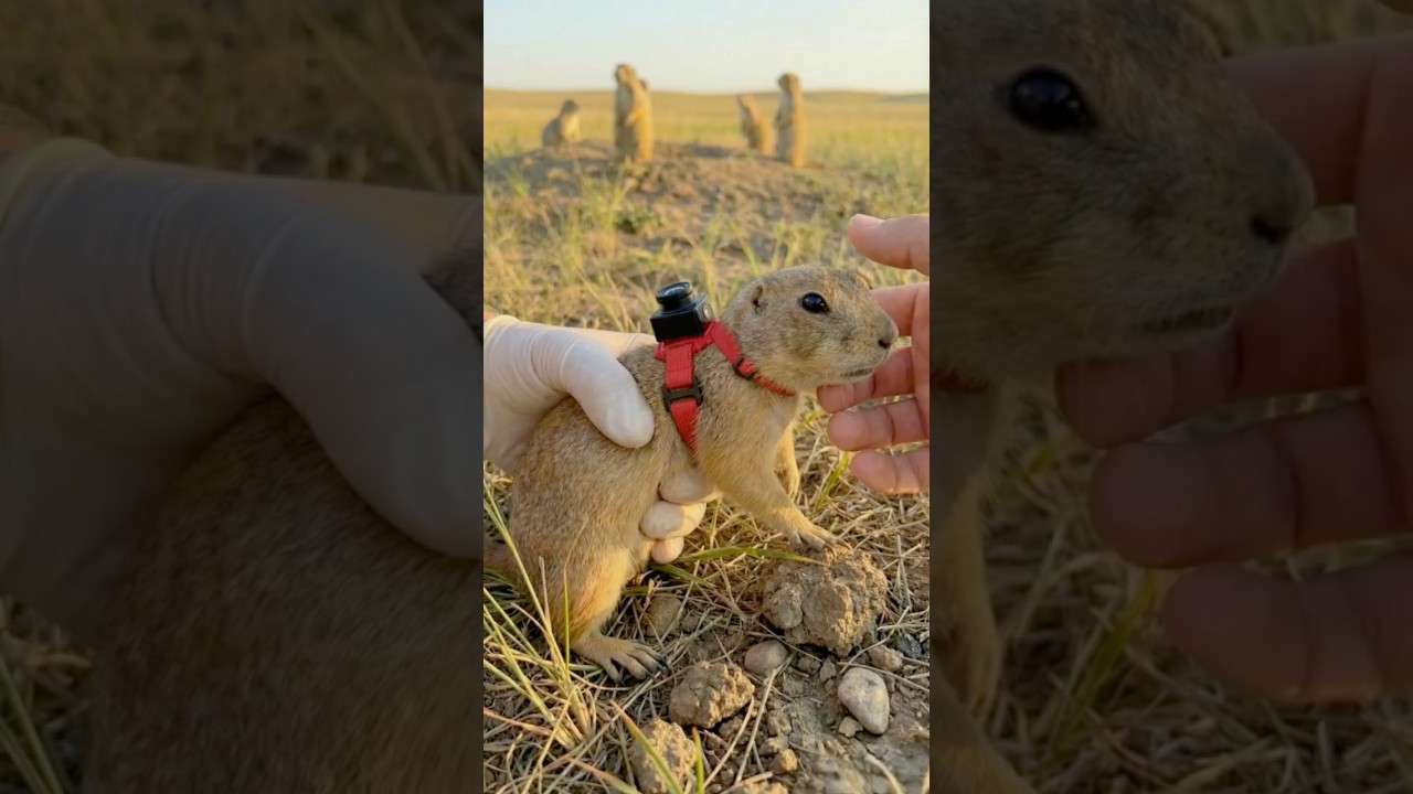Prairie Dog POV: Inside a Hidden Underground City #pov #wildlife #shorts