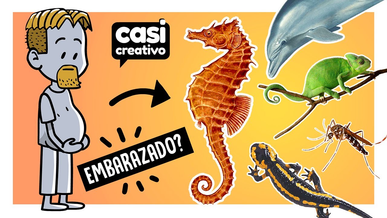 Si los humanos pudi&eacute;ramos hacer lo que hacen estos animales | Casi Creativo
