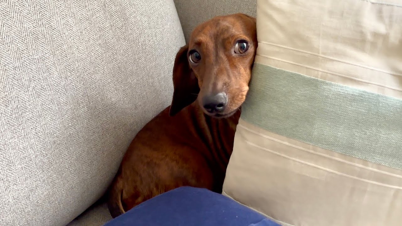 A very cute & stubborn sausage dog!