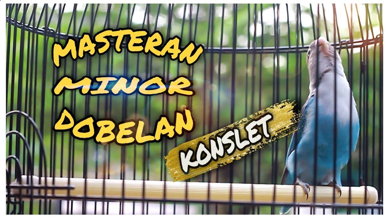 Masteran lovebird konslet dobelan minor| ampuh untuk merangsang agar cepat minor dobelan