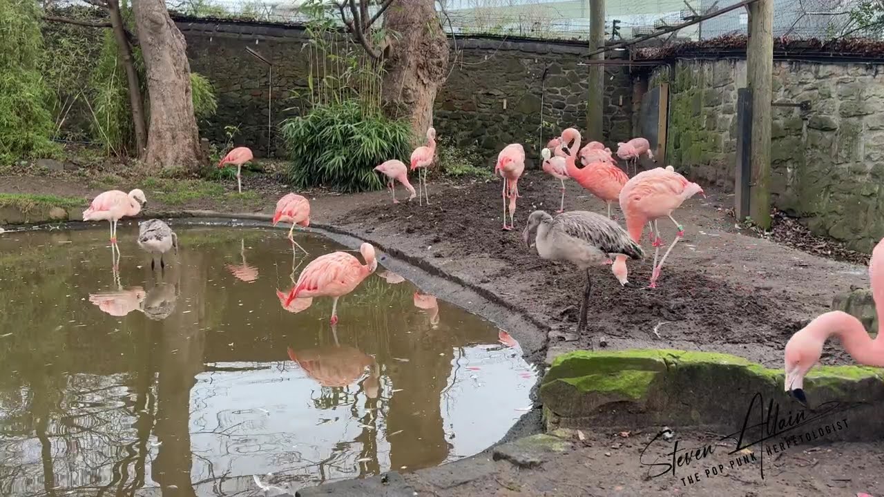 A winter visit to RZSS Edinburgh Zoo