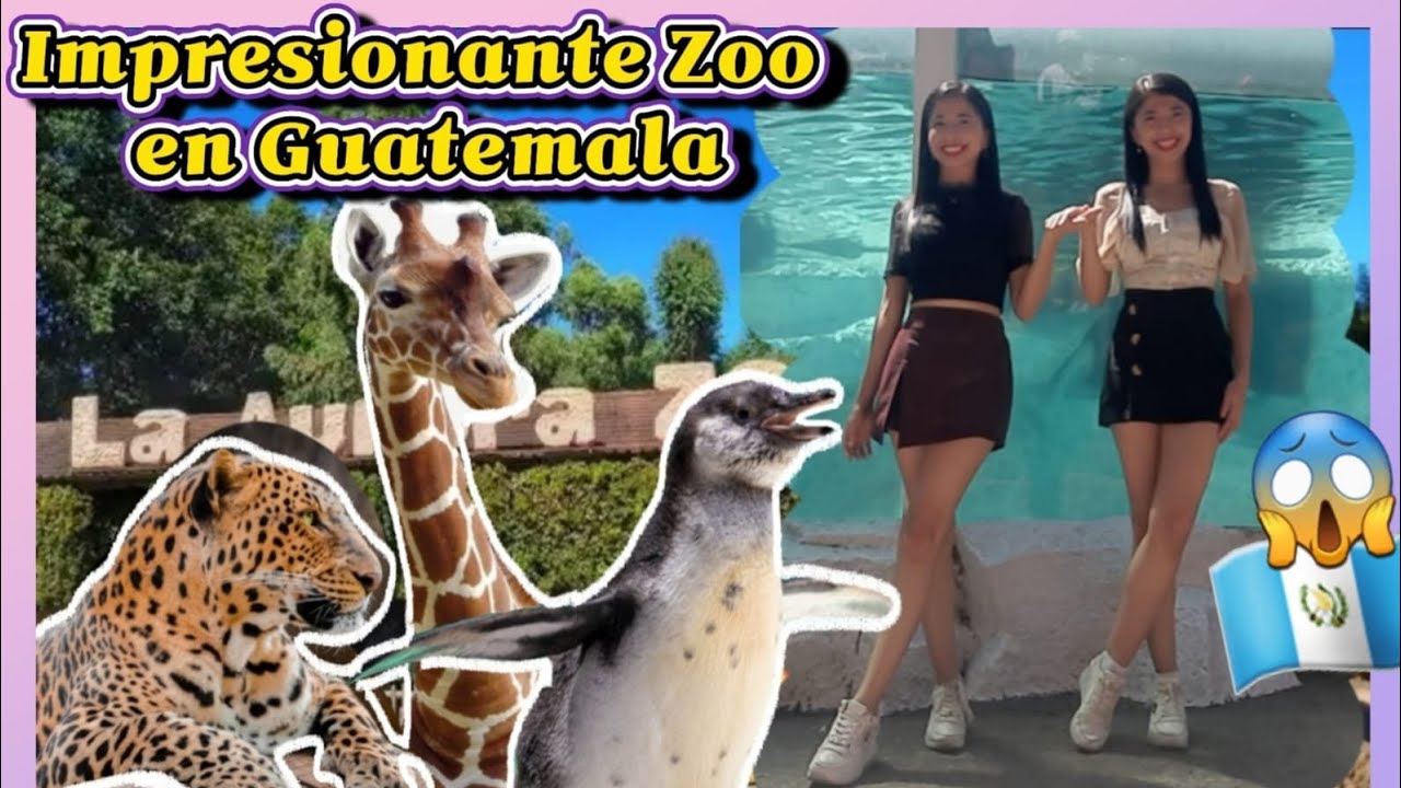 ¡Nos Sorprendimos con Pingüinos y Dragones en Guatemala 🇬🇹! Día Completo en el Zoológico La Aurora!