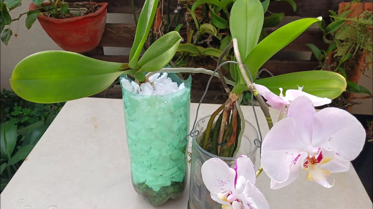 Replante de keike de orquídea phalaenopsis 