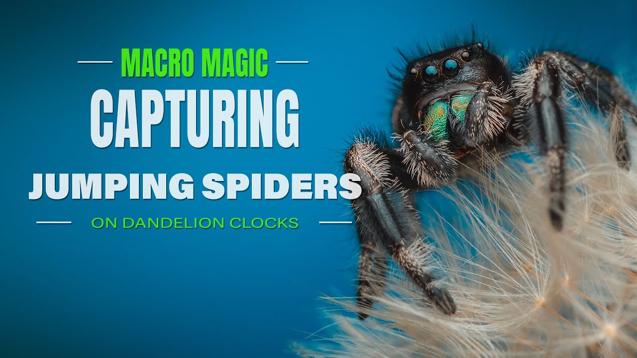 Macro Magic: Capturing Jumping Spiders on Dandelion Clocks | A macro photography tutorial