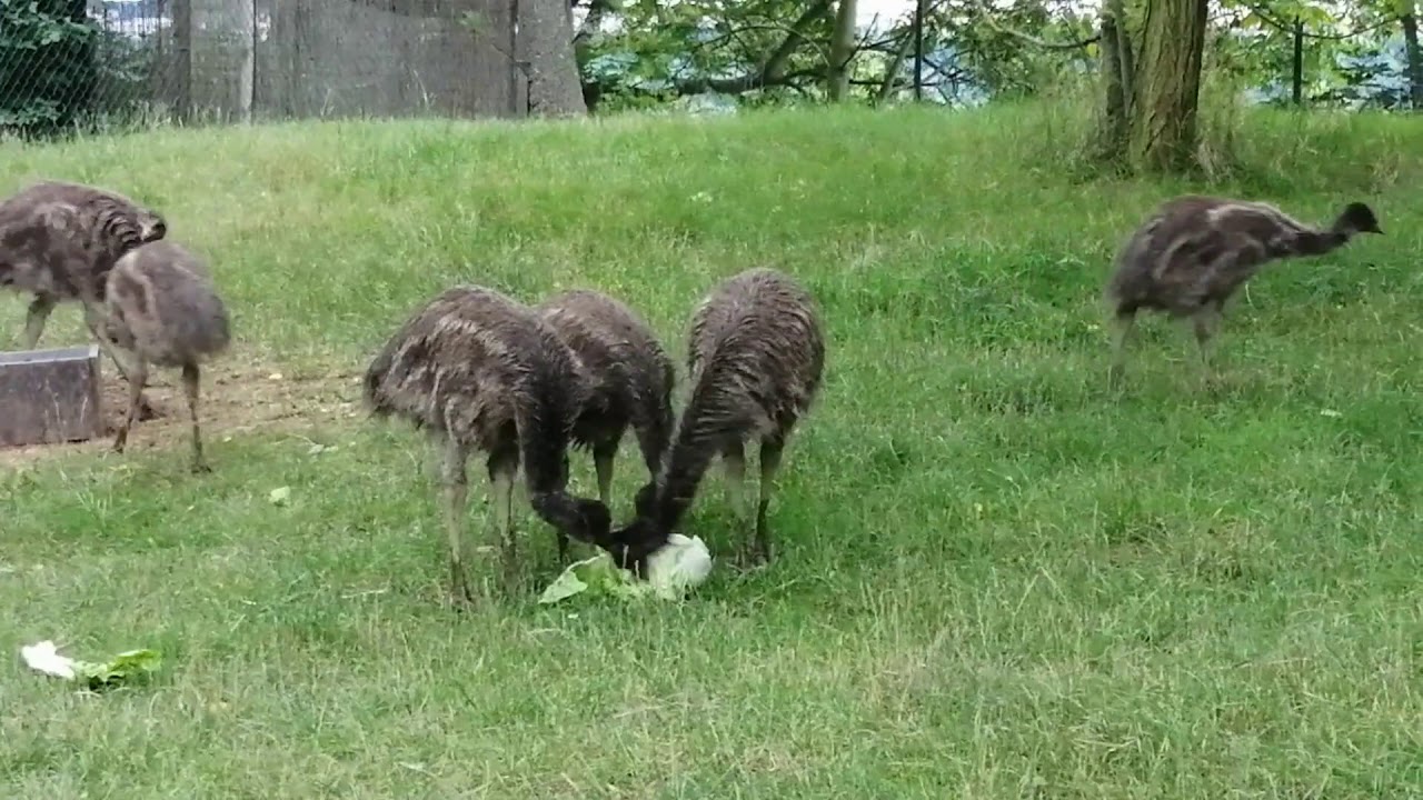 Mláďata emu hnědého si pochutnávají na čínském zelí (Zuzana Kohoutová)