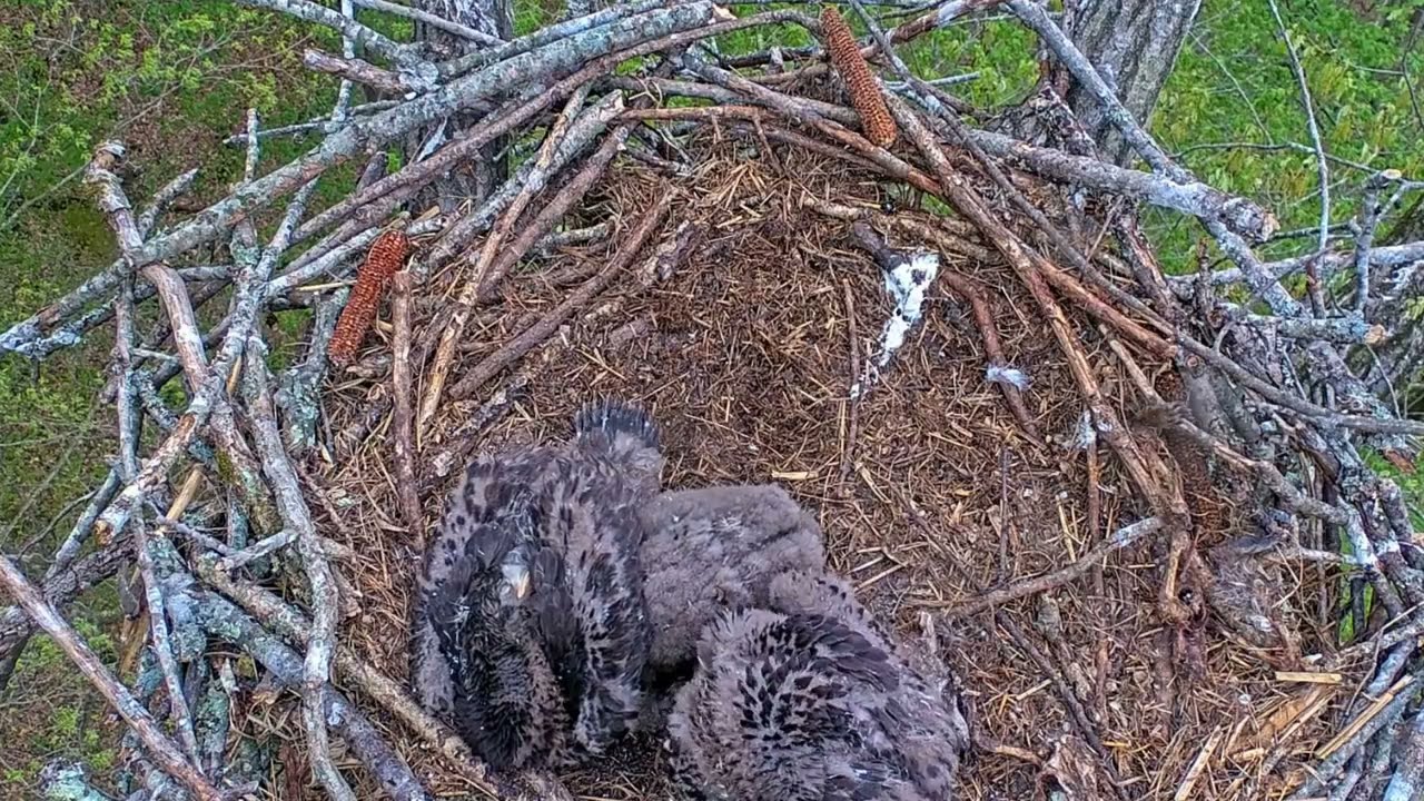 EP#402 #baldeagle Review birds in nest with nature #birdslovers #birdsounds #birdsnest #wildbirds