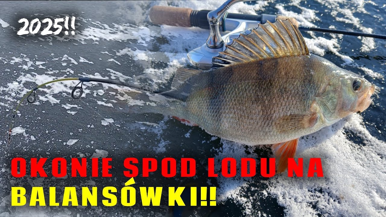 Okonie spod Lodu!! | Dużo brań!! | Wędkarstwo 2025!!