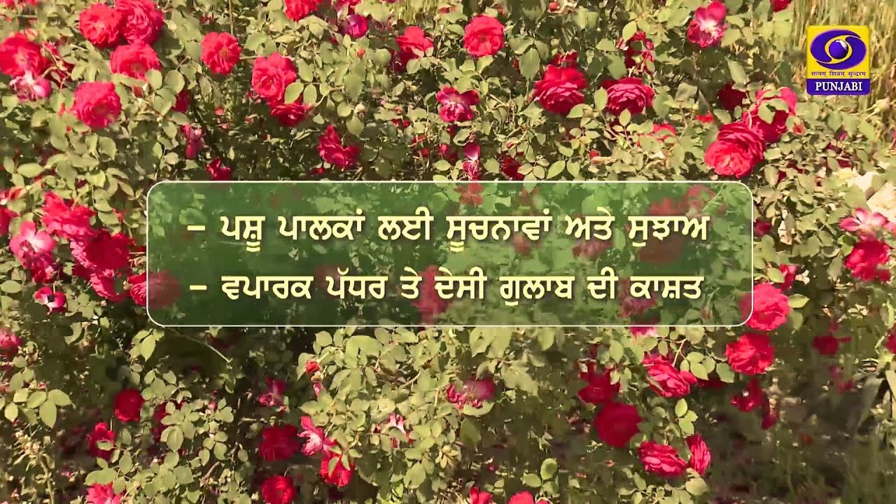 Mera Pind Mere Khet II ਵਪਾਰਕ ਪੱਧਰ ਤੇ ਦੇਸੀ ਗੁਲਾਬ ਦੀ ਕਾਸ਼ਤ II 19 January 2026 II DD Punjabi |