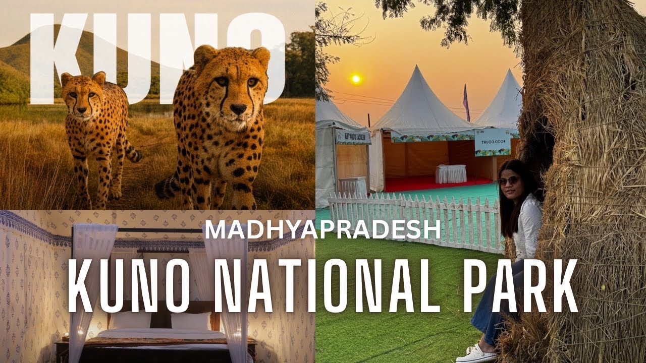 CHEETAH SAFARI in INDIA 🇮🇳 | Live cheetah Spotted ,Kuno National Park in Madhyapradesh Jungle Safari