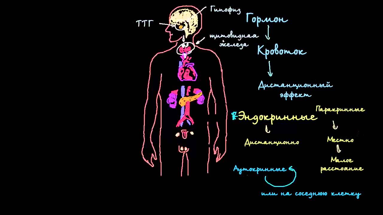 Введение в эндокринную систему