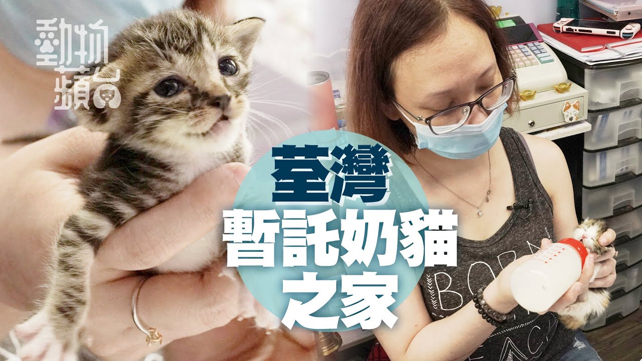 人間有愛寵物美容師救過百貓B湊大再尋家 「個世界咁樣，你使錢喺貓狗度仲開心啲」  (果籽 Appledaily)