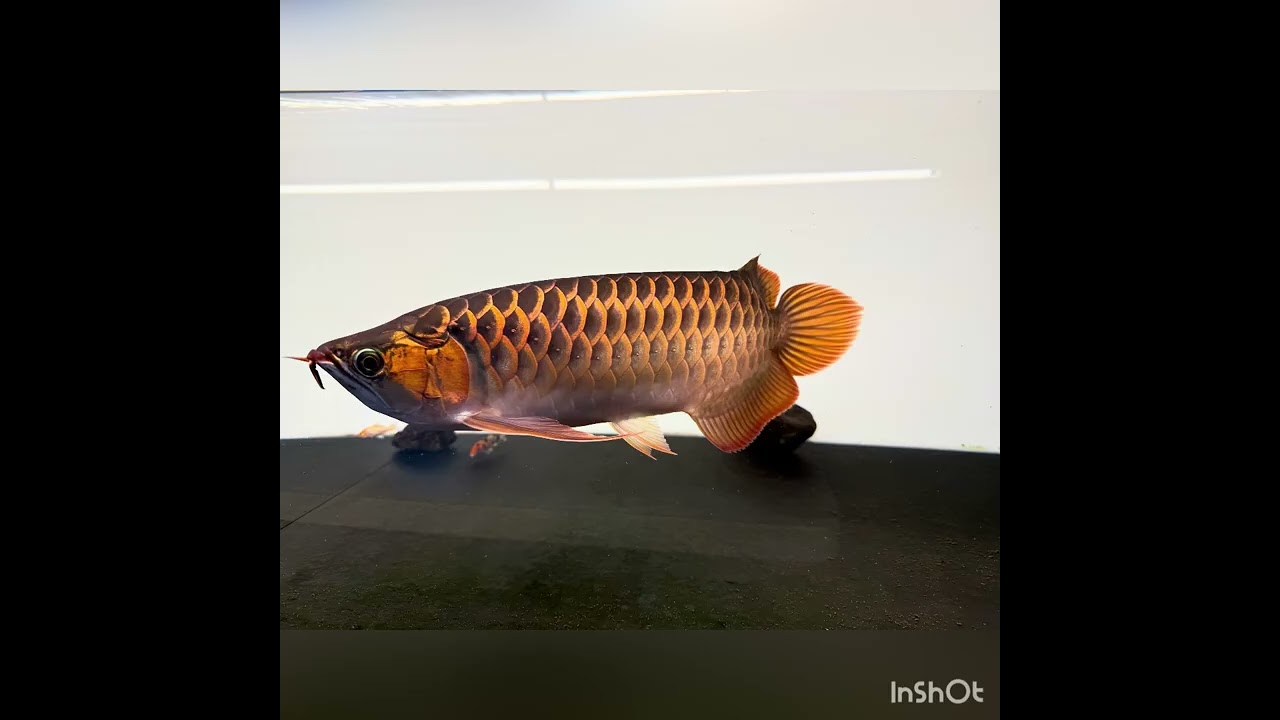 アロワナ 1年の成長記録 紅龍 スーパーレッド 幼魚が発色するまで